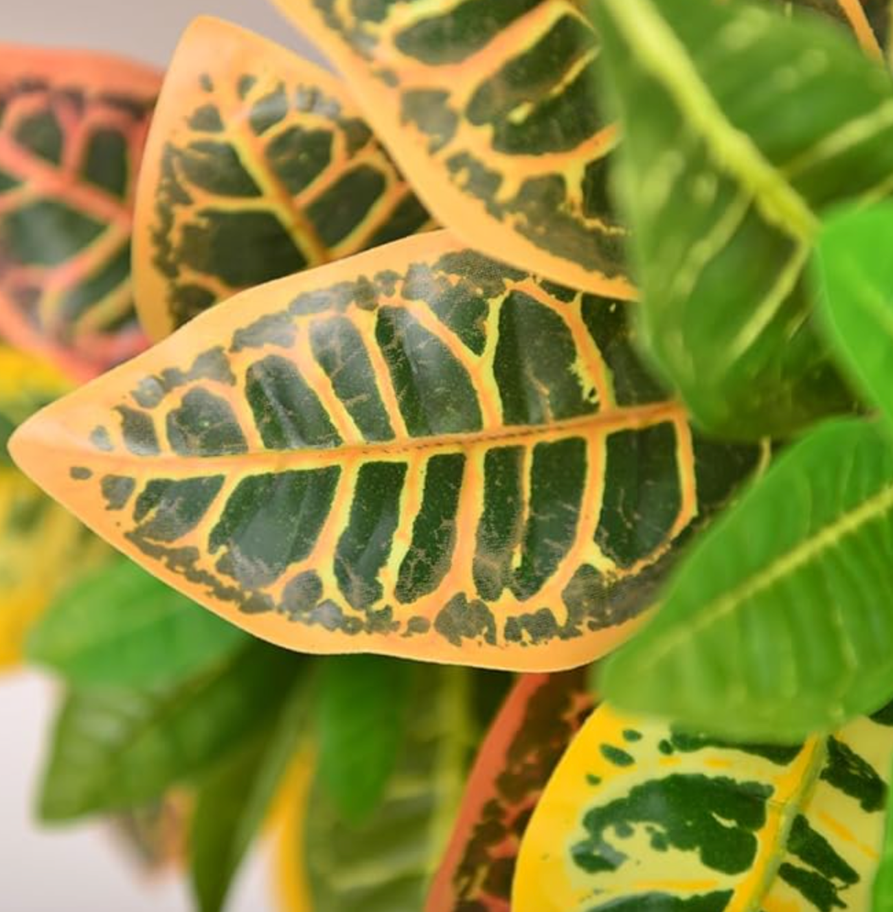 Set of 2 faux 2ft croton plants 🌱
