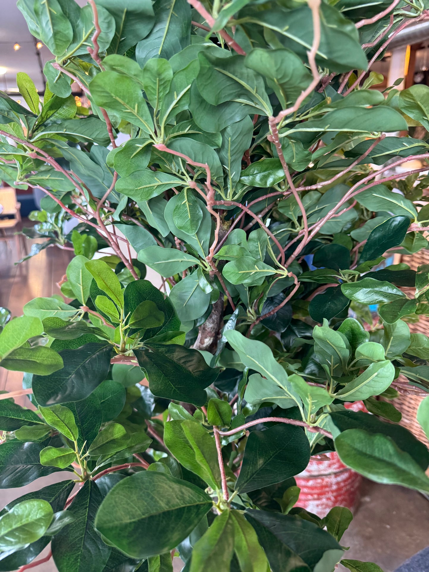 Faux ficus tree w/ natural wood roots 🌳