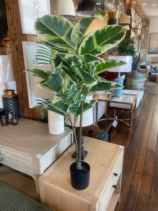 3ft rubberwood plant 🌿