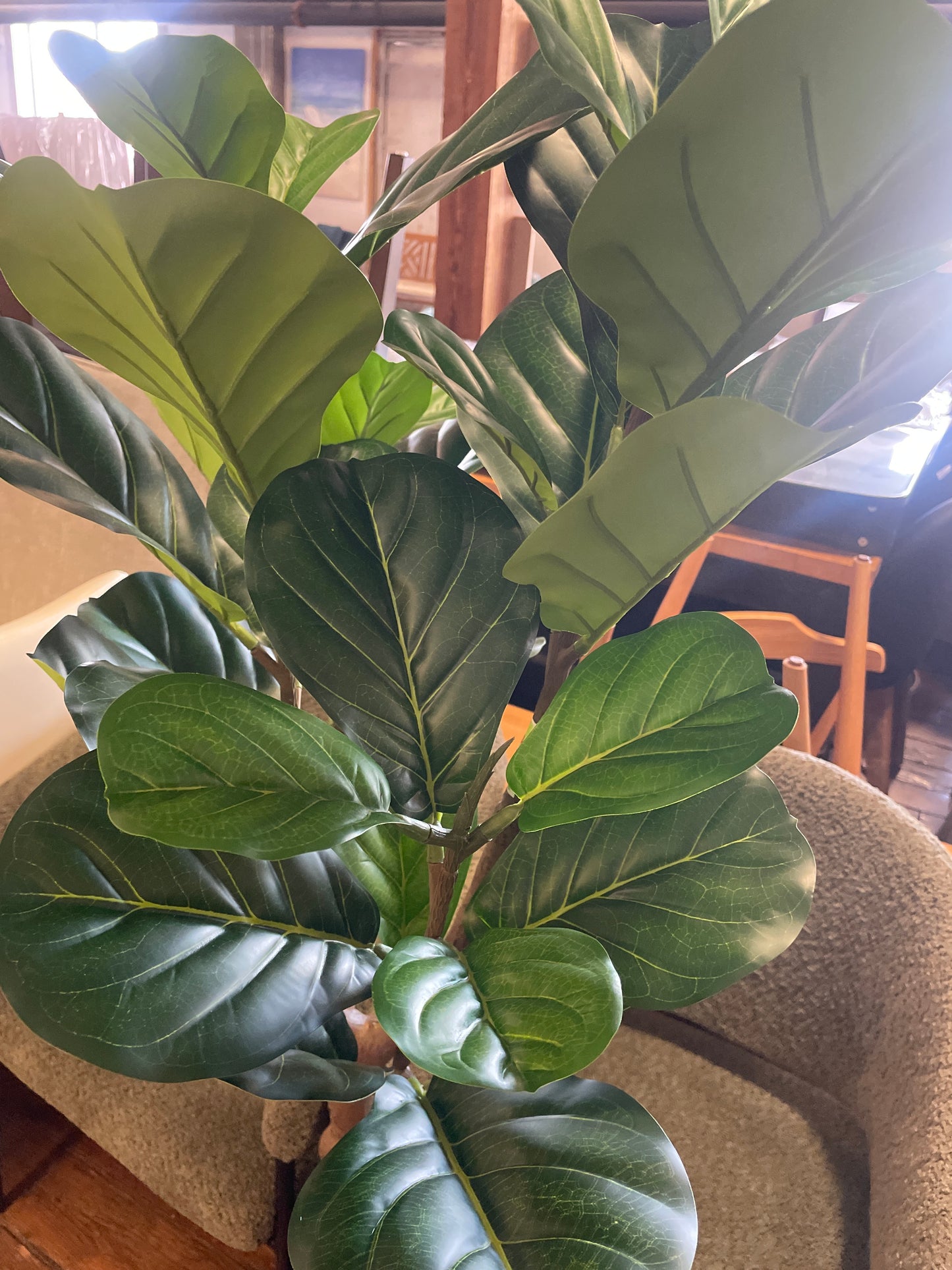 5ft fiddle leaf tree 🌿